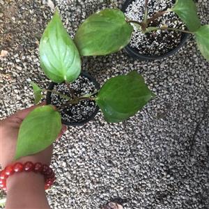 همالومنا گلدان 8 نشایی