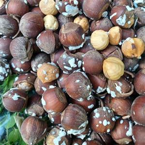 فندق تازه بو داده شده درجه یک برداشت امساله 1000 گرمی محصولی از باغات فندق دیلما