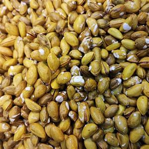 پسته کوهی زعفرانی درجه1
