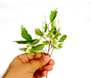 گل بنجامین ابلق