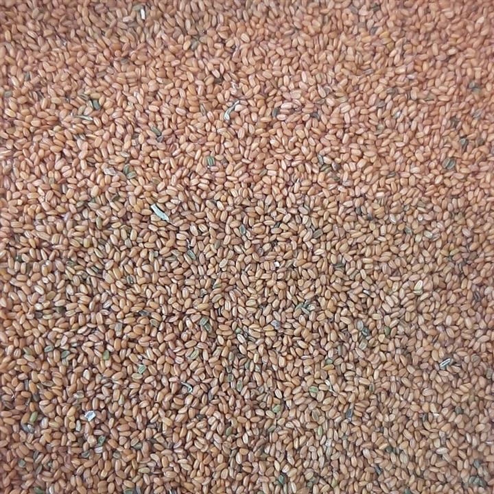 خاکشیر فله ای