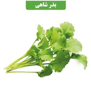 بذر شاهی عطار بانو 