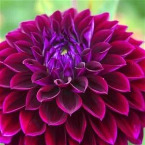 پیاز گل کوکب بنفش