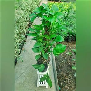 پتوس چماقی با کیفیت با ارتفاع 80 سانتی متر