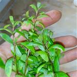 گیاه آبزی آکواریوم پلنت هایگروفیلا پلیسپرما ( سبز)  Hygrophila پک 5 شاخه