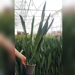 گیاه سانسوریا سبز شمشیری با کیفیت سه غلاف با ارتفاع حدود 70 سانتی متر