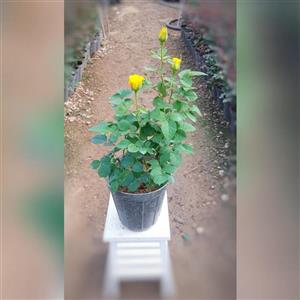 گیاه آپارتمانی رز هلندی زرد با ارتفاع 35-40 سانتی متر
