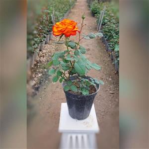 گیاه آپارتمانی رز هلندی نارنجی با ارتفاع 35-40 سانتی متر