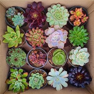 گل ساکولنت (پک کلکسیونی  آشوریا و ائونیوم 16 تایی سایز 8)