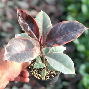 گل آپارتمانی فیکوس الاستیکا بلک