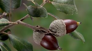 بذر بلوط همیشه سبز-  Quercus ilex 