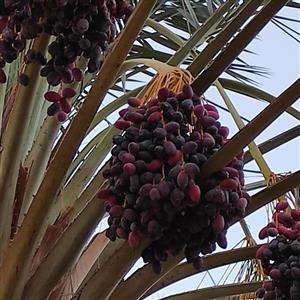 خرمای ریزه خنضی
