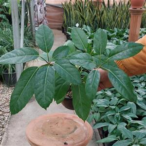 گیاه شفلرا آمیت با کیفیت و ارتفاع حدود 45 سانتی متر