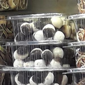 کشک قره قورتی 330 گرمی