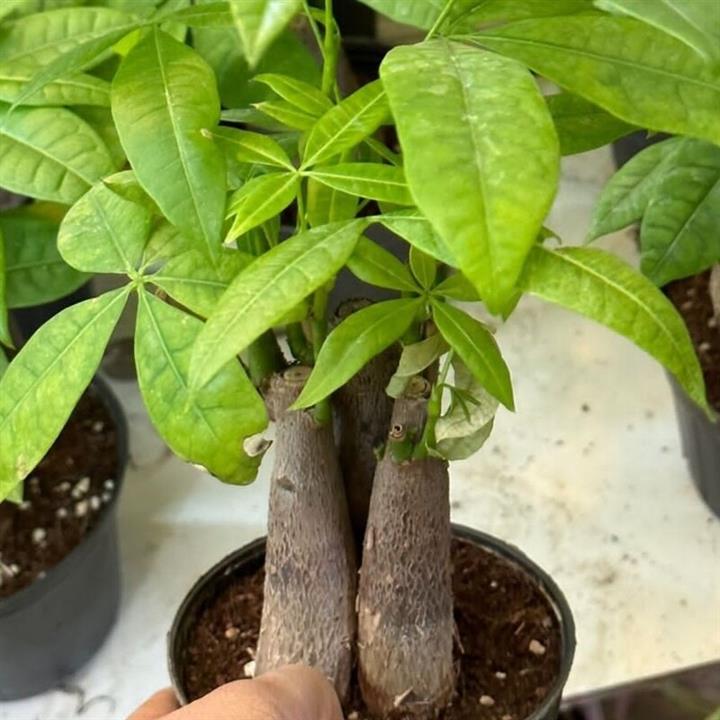 گل آپارتمان