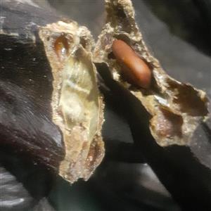 میوه خشک خرنوب خارجی گوشتی تازه