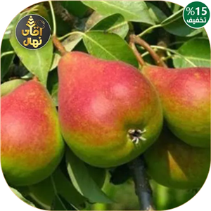 نهال گلابی کوشیا پایه رویشی( شناسنامه دار با گواهی سلامت)