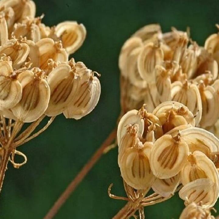 برگ گلپر فله ای
