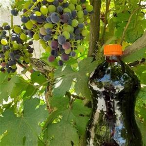 شیره انگور درجه یک
