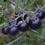 بذر گوجه چری مشکی (20 بذر)