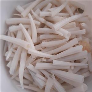 صدف سفید شمشیری یا شاخی