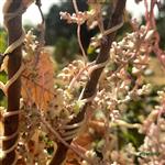 بذر سس تکدانه (بسته 10 عددی) Cuscuta monogyna