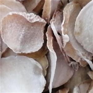 موسیر اعلا و درجه یک (75 گرمی)