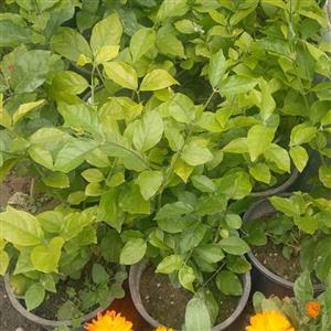 یاس رازقی گیاه گلدار باغچه ای گیاهی رونده
