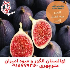 نهال گلدانی انجیر سه فصل ژاپنی  (تکی)