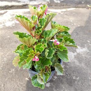 بگونیا عروس گیاه گلدار گلخانه ای سایز کوچک قد 20 تا 30