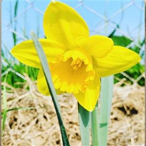پیاز گل نرگس هلندی ژانکی(پک 5 عددی)
