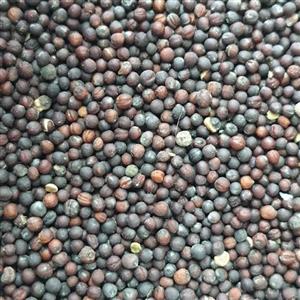 تخم ترب 75 گرمی