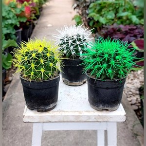 پک3عددی کاکتوس اچینو رنگی