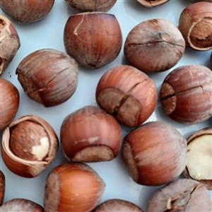 فندق خام شکسته شده 500گرمی اعلا وکاملا مغز دار وبدون خرابی
