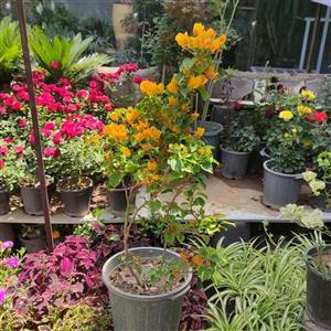 گل کاغذی گیاه گلدار باغچه ای سایز کوچک رنگ سفید، زرد، صورتی
