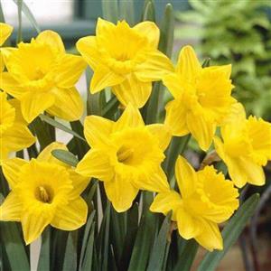 پیاز نرگس گل درشت فرانسوی(پک ده تایی)