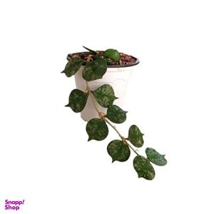 گیاه طبیعی هویا مدل کورتیزی