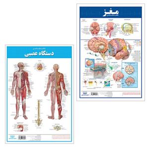 پوستر آموزشی انتشارات اندیشه کهن مدل کالبدشناسی مغز و دستگاه عصبی مجموعه 2 عددی