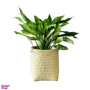 گیاه طبیعی آگلونما نقره ای کد 016