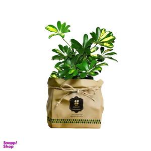 گیاه طبیعی شفلرا شرکت گلباران سبز گیلان مدل GN13-4K