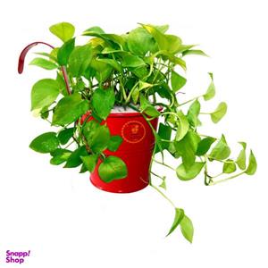گیاه طبیعی پوتوس شرکت گلباران سبز گیلان مدل GN13-25MM
