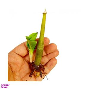 گیاه طبیعی زامیفولیا سبز کد 02