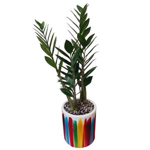 گیاه طبیعی زامیفولیا سبز کد 02