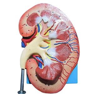 مولاژ مدل آناتومی کلیه انسان کد 42