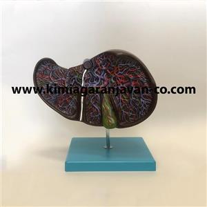 مولاژ کبد 1/5 برابر اندازه طبیعی