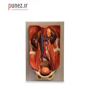 مولاژ مدل دستگاه کلیه و دفع ادراری کد 60