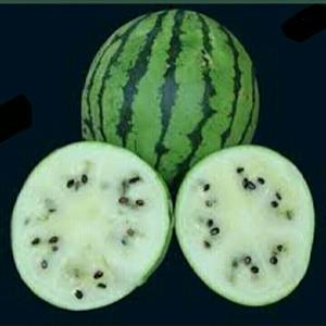 حنظل تازه ( هندوانه ابوجهل)