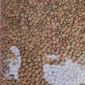 عدس ساسکن(اصل)