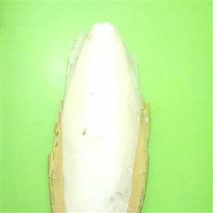 کف دریا(300گرمی)