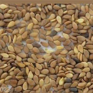 کنجد قهوه ای پرمغز سورت شده (100 گرمی ) 

